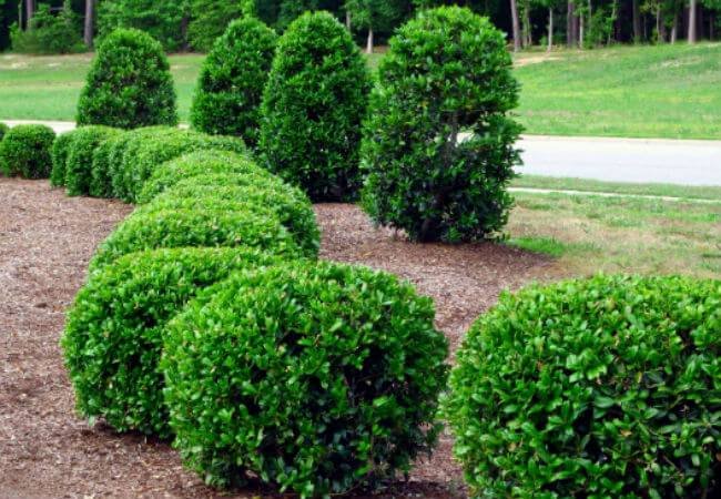 Pruning Shrubs