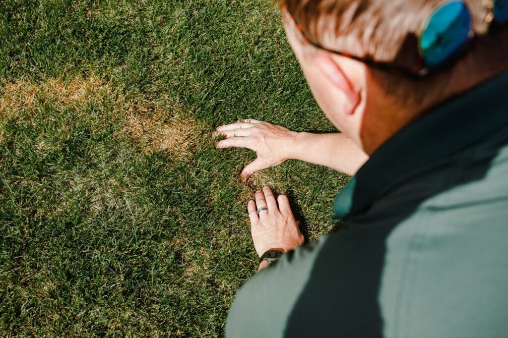 common lawn fungi and diseases