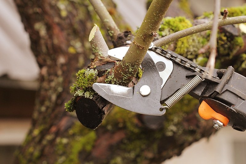 tree trimming and shrub trimming
