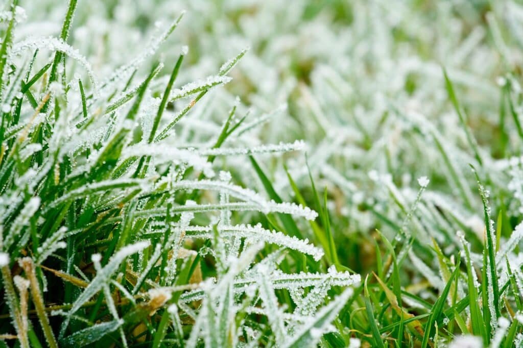 lawn preparation for winter