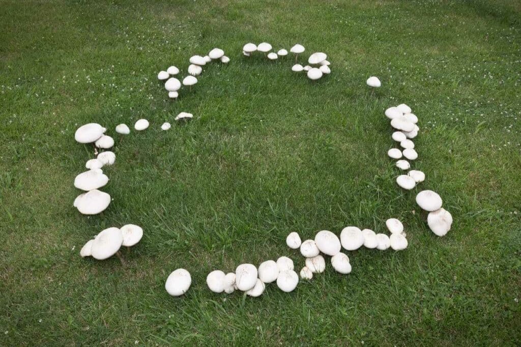 lawn diseases fairy ring Colonial Lawn and Garden