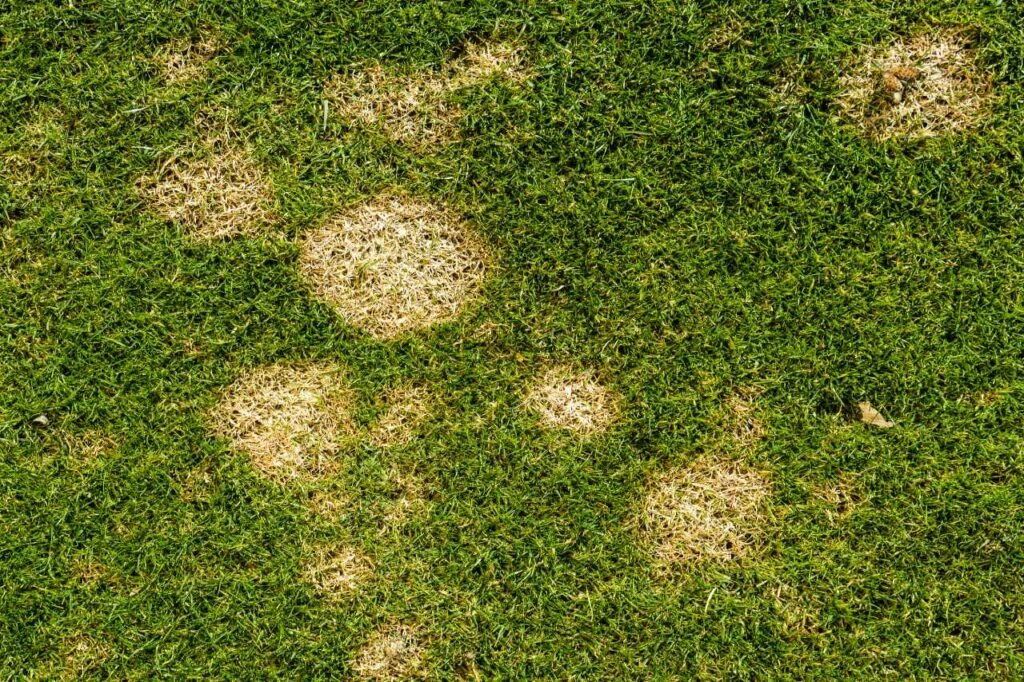 winter lawn diseases Colonial Lawn & Garden
