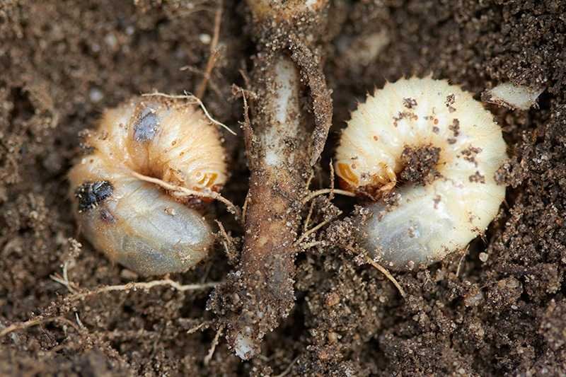 winter lawn pests Colonial Lawn & Garden