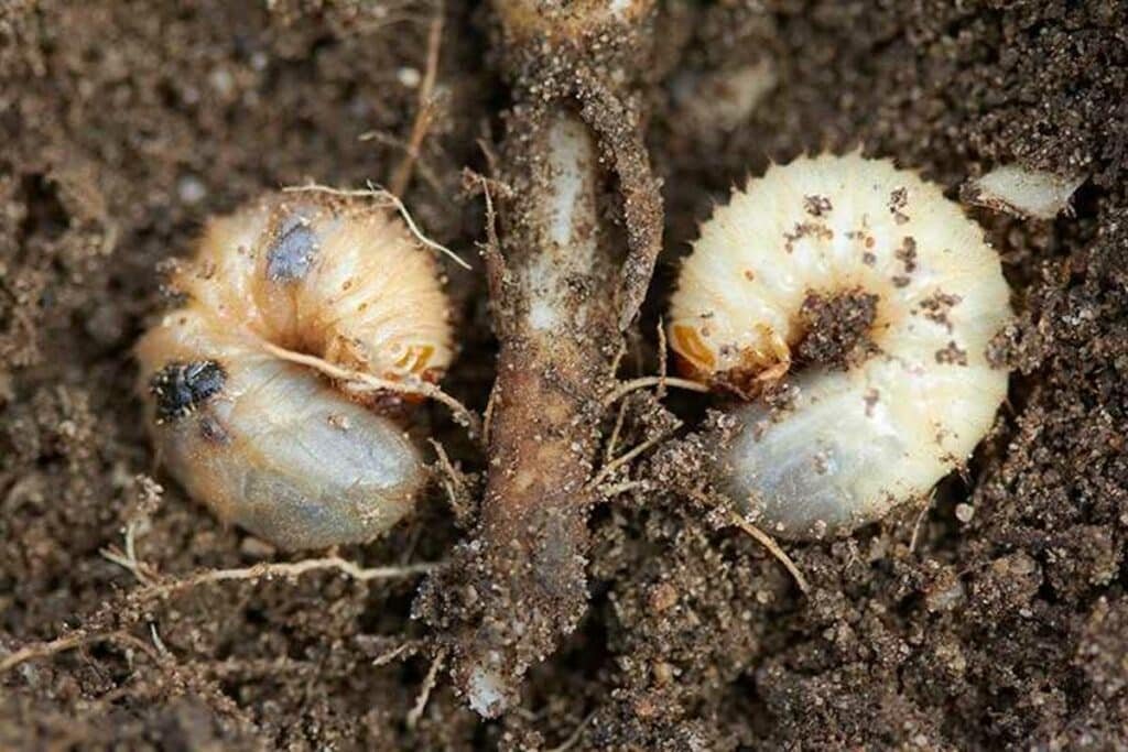 pest - common lawn problems Colonial Lawn and Garden