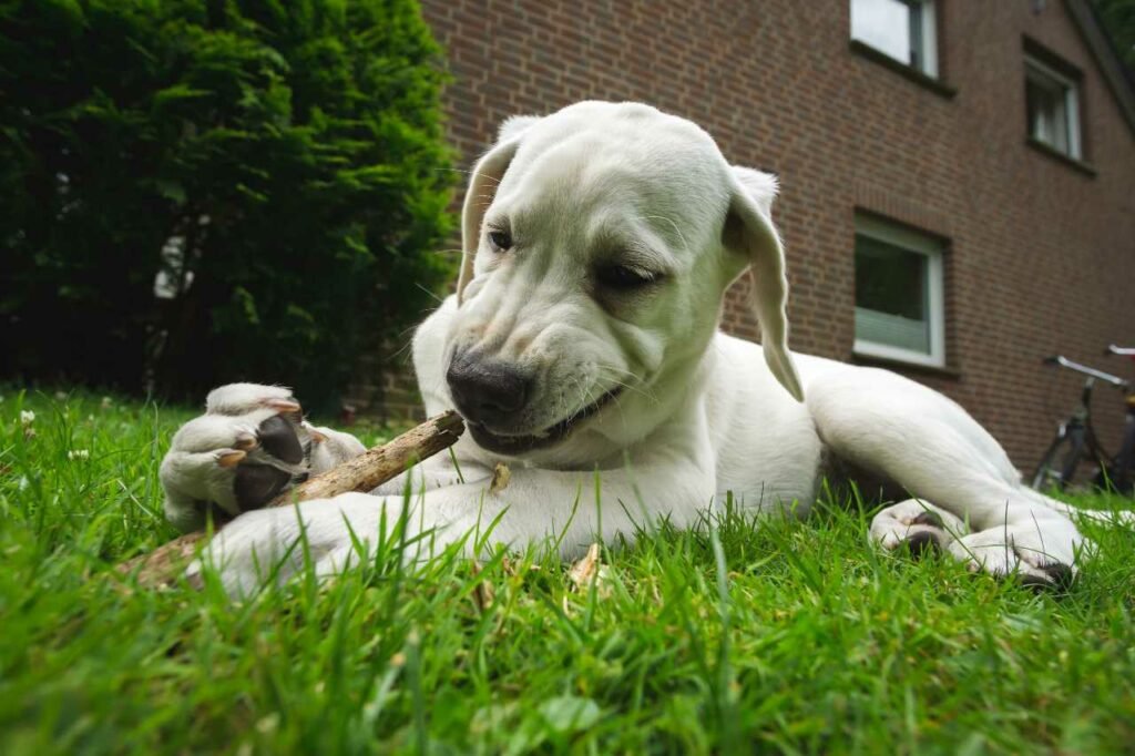 pet dog playing with a broken tree branch