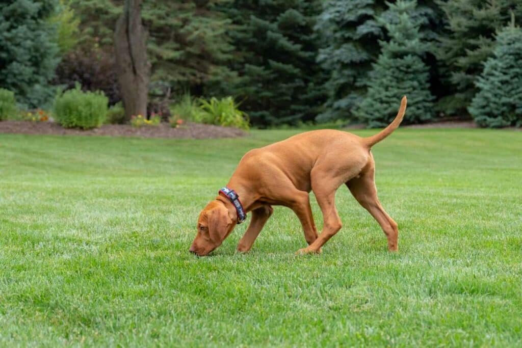 pet friendly lawn for your pets Colonial Lawn & Garden