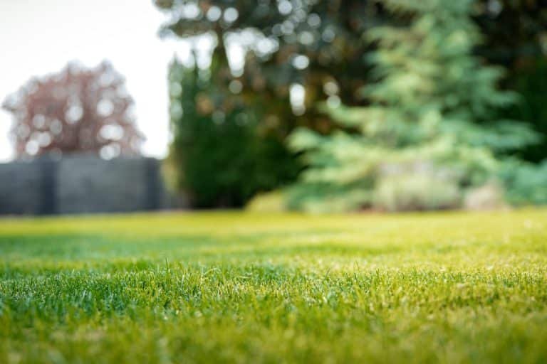 green and healthy lawn