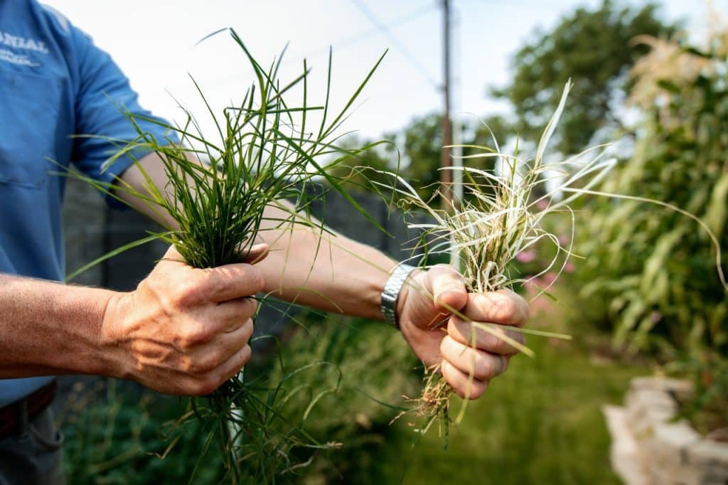 fall weed control in Tri-Cities