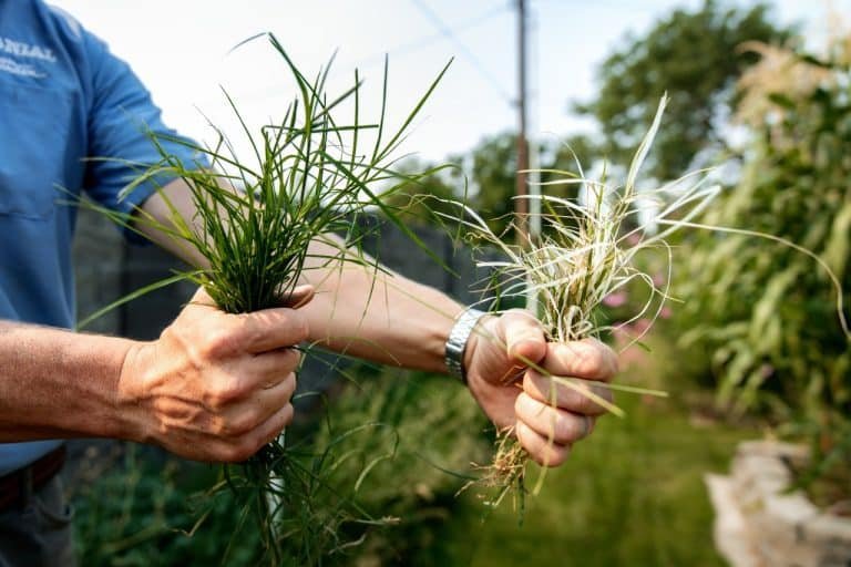 fall weed control in Tri-Cities