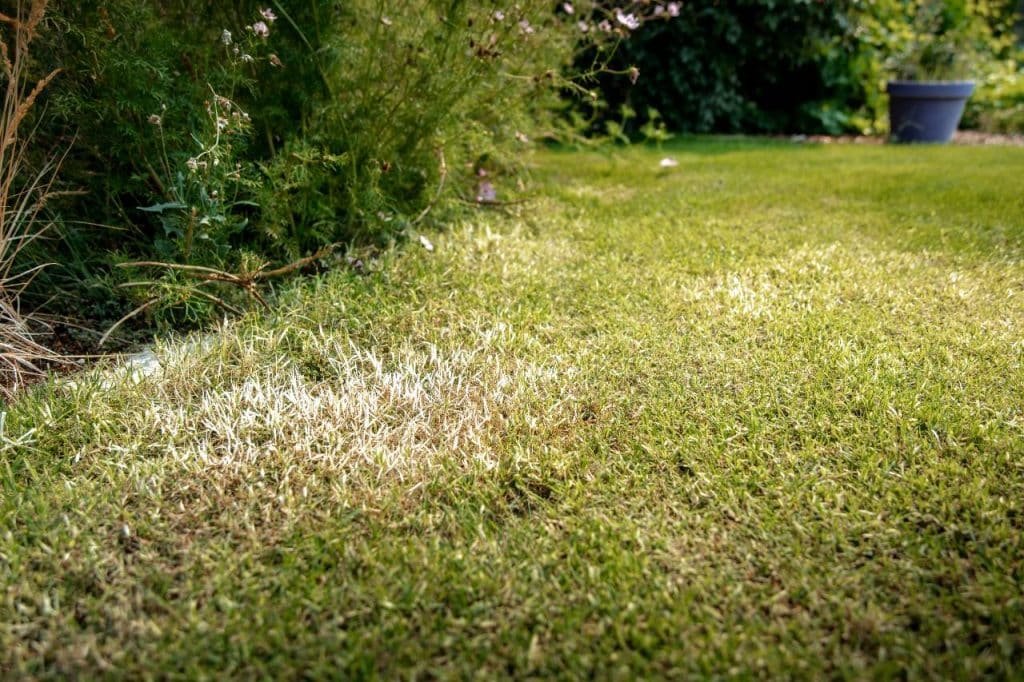 weed control in the fall